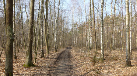 16 marca – Izabelin C, Polska