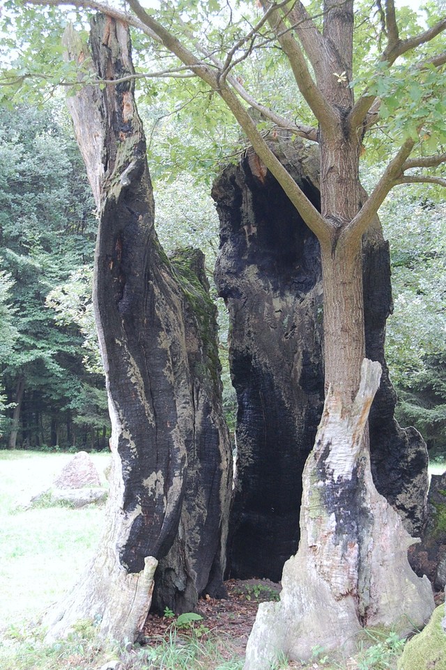 Park Mużakowski