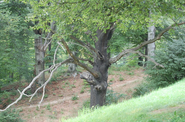 Park Mużakowski