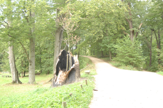 Park Murżakowski