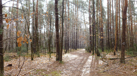 słońce i deszcz – Izabelin C, Polska
