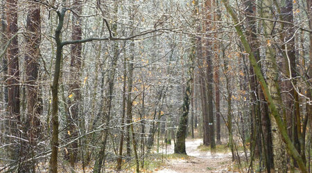 deszczowa koronka na drzewach – Izabelin C, Polska