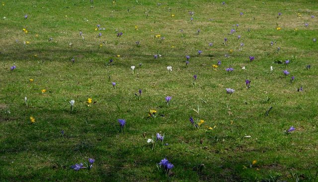 Krokusy na Plantach