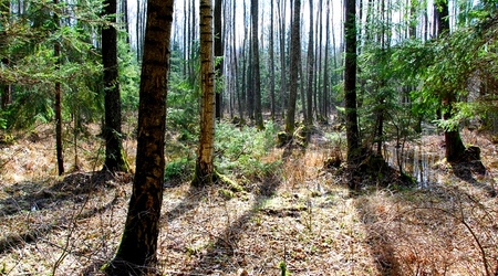 Slonce dotarlo – Puszcza Augustowska, Polska