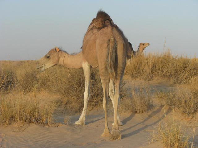 Tunezyjska Sahara