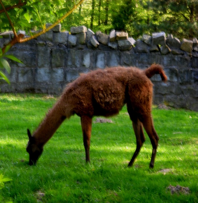 w ZOO