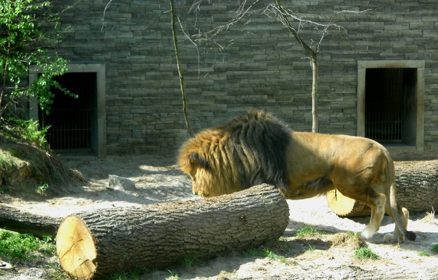 w ZOO