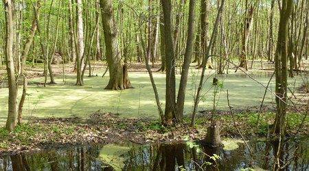 wodny las – Truskaw, Polska