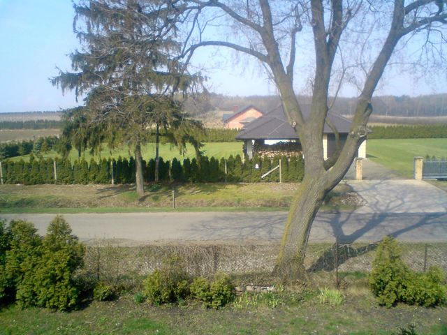 Widok na las pruski