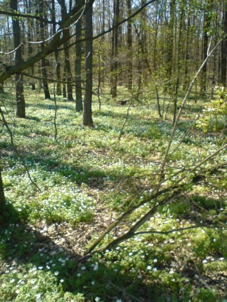 Las anemonowy w Głuchowie
