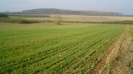 Las pruski na wzgórzu – Polska