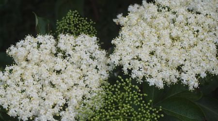 Biało – Nieznanice, Polska