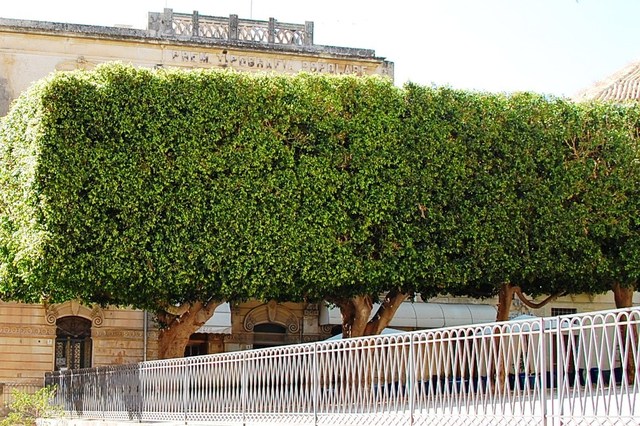 Noto