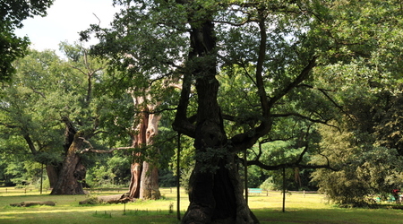 sławne dęby rogalińskie – Rogalin, Polska