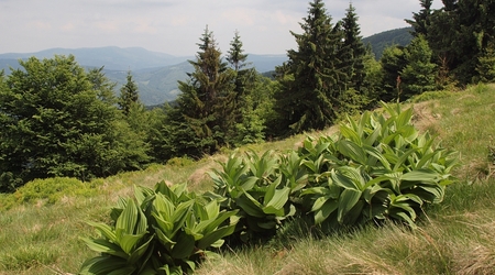 ustroń szlak rycerski – Polska