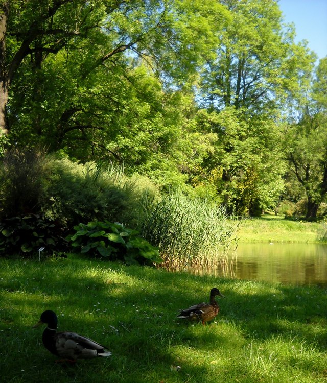 Ogród botaniczny