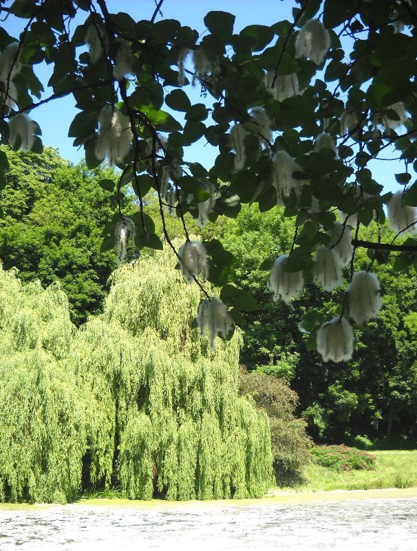 Ogród botaniczny