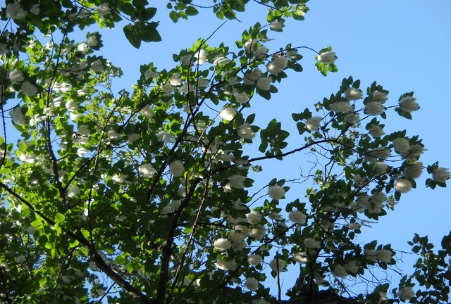 Ogród botaniczny