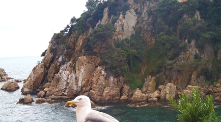 Blanes   ogrod marimutra8 – Tossa de Mar, Hiszpania