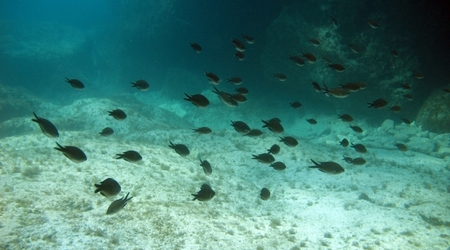 Caves 121 – Cypr