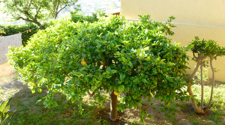 Drzewko cytrynowe w sadzie – Malfa, Włochy