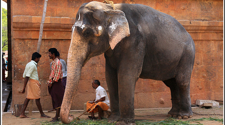 Indie 5466 – Tamil nadu
