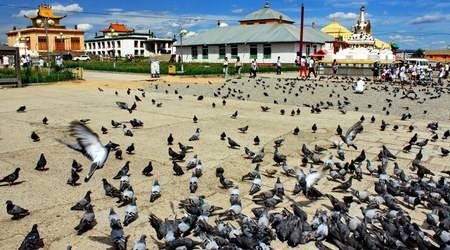 gołębie z klasztoru Gandan – Ułan Bator, Mongolia