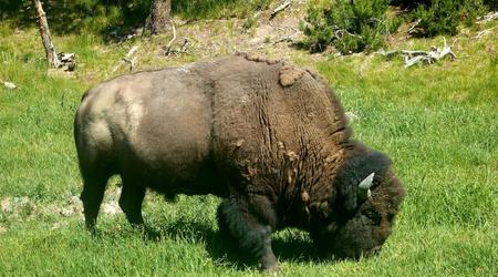 Bizon – Yellowstone, Stany Zjednoczone Ameryki