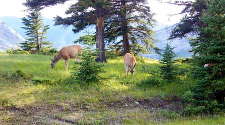 Mulaki się pasące – Park narodowy banff, Kanada