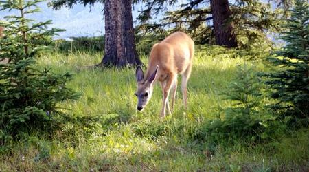 Mulak – Park narodowy banff, Kanada