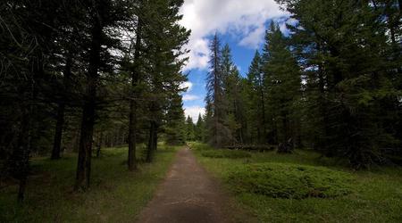Przez las – Park narodowy banff, Kanada