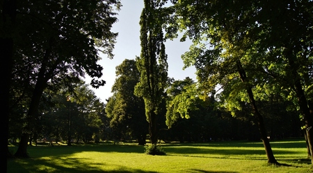 Drzewa – Żywiec, Polska