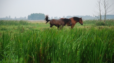 Szczesliwe konie – Dolina Biebrzy, Polska