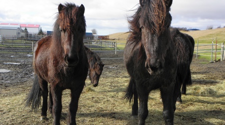konie islandzkie – Hella, Islandia