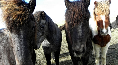 konie islandzkie – Hella, Islandia