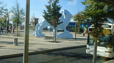 Lew w bordeaux – Paryż, Francja