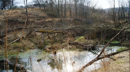 Radocyna 6 - staw – Polska