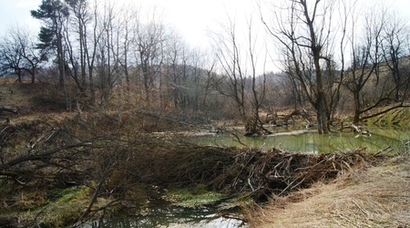 Radocyna 7 - staw – Polska
