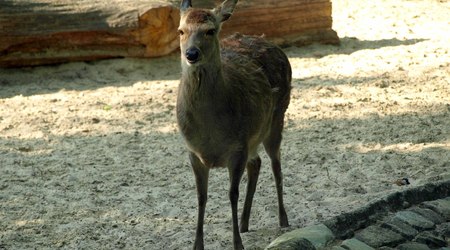 Berlin ZOO – Niemcy