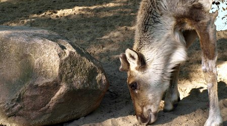 Berlin ZOO – Niemcy