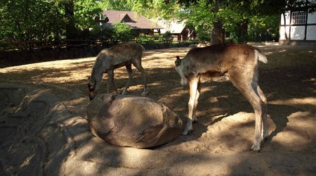 Berlin ZOO – Niemcy