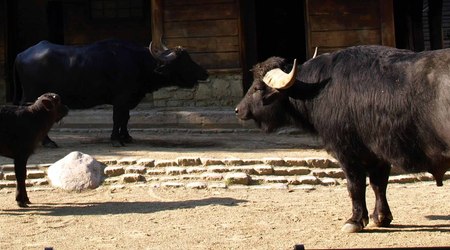 Berlin ZOO – Niemcy