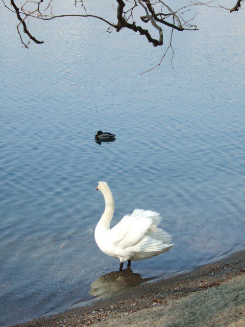 Lugano szwajcaria 050
