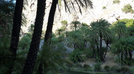 palmy nad rzeka – Preveli, Grecja