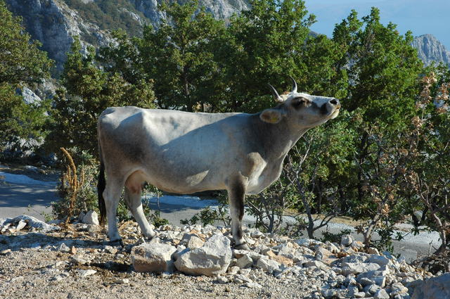 1618277 - Biokovo