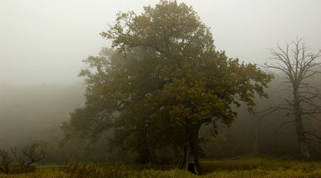 dęby – Rogalinek, Polska