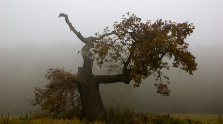 dęby – Rogalinek, Polska