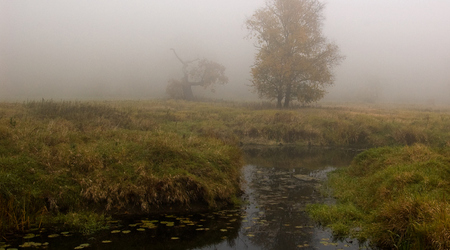 dęby – Rogalinek, Polska