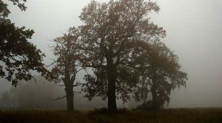 dęby – Rogalinek, Polska