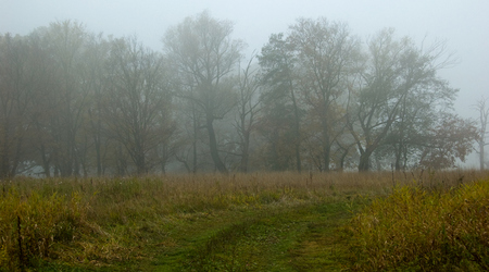 dęby – Rogalinek, Polska